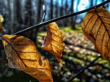 Close-up of dried autumn leaf