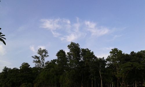 Low angle view of trees against sky