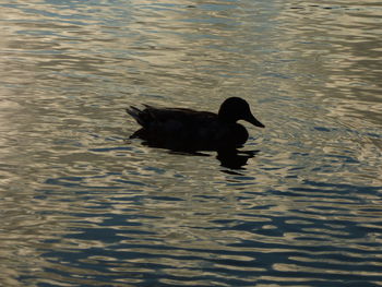 Black swan swimming on lake