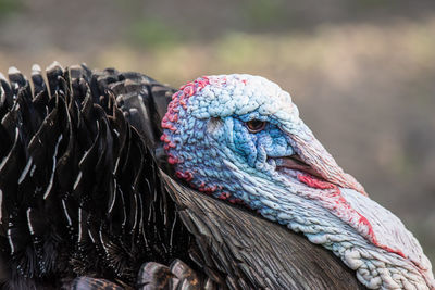 Close-up of a turkey