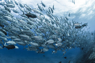 School of bigeye trevally , wide angle