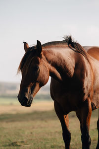 Horse standing on field against sky