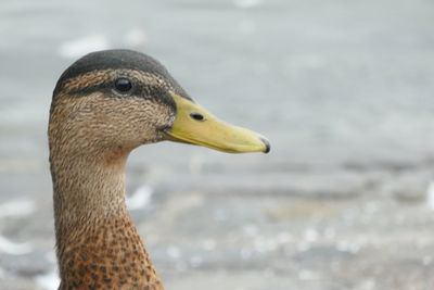 Close-up of duck against lake