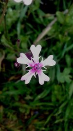 Close-up of flower against blurred background