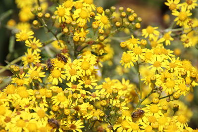 Close-up of yellow flowers blooming outdoors