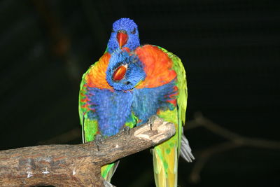 Close-up of parrot