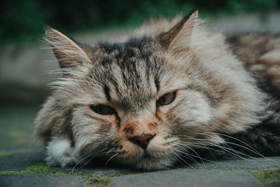 animal