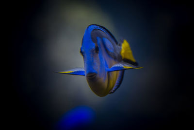 Close-up of palette surgeonfish swimming in tank