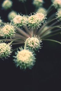 Close-up of white flowers