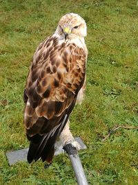 Close-up of owl perching on field