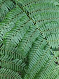 Full frame shot of fern leaf