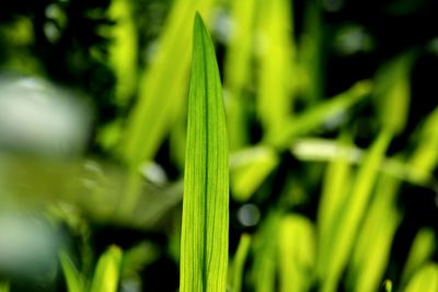 Close-up of green leaves