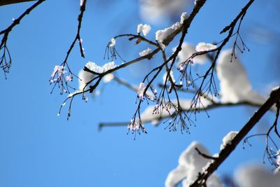 Low angle view of cherry blossoms against sky