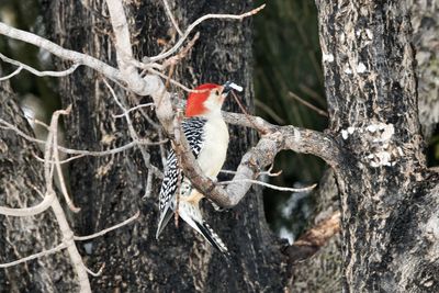 Close-up of a bird perching on tree trunk