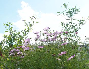 Flowers blooming against sky