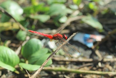 Close-up of dragonfly on plant