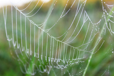 Close-up of spider on web