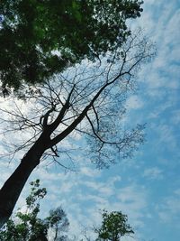 Low angle view of silhouette tree against sky