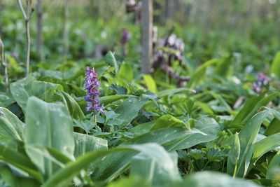 Close-up of purple flowering plant on field