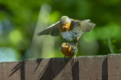 Bird flying over wooden fence