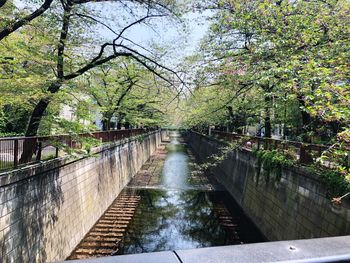 Bridge over canal amidst trees