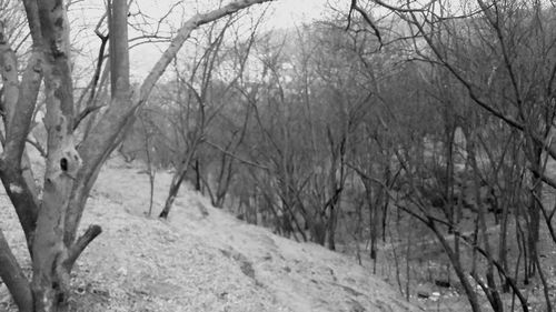 Bare trees in forest during winter