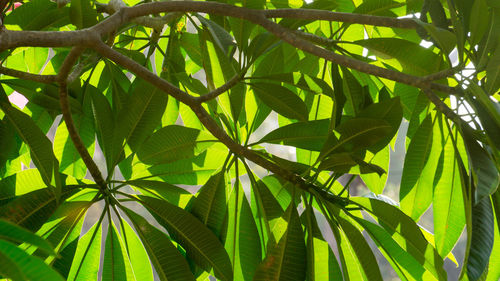 Close-up of palm tree leaves