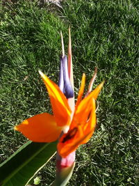 Close-up of orange flower on field