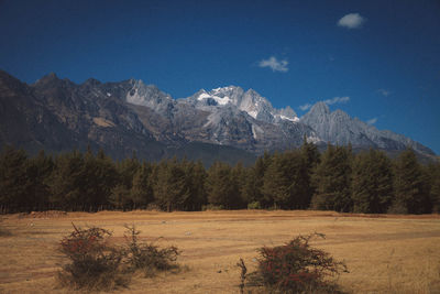 Scenic view of trees on field against sky