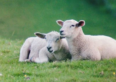 Sheep in a field