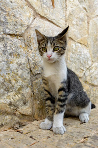 Portrait of cat sitting on rock against wall