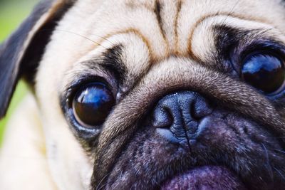 Close-up portrait of a dog