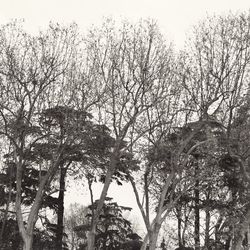 Low angle view of bare trees against sky