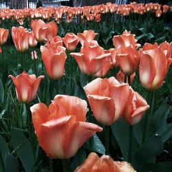 Close-up of tulips