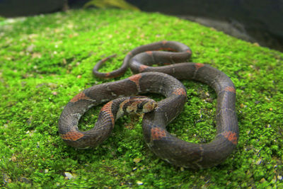 Close-up of snake on field