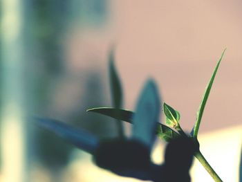 Close-up of plant against blurred background