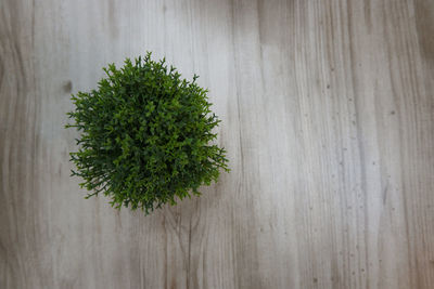High angle view of plant on table