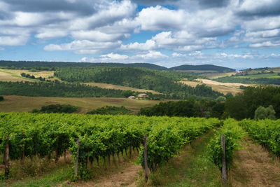 Scenic view of agricultural field against sky