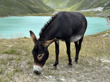 Donkey standing on field