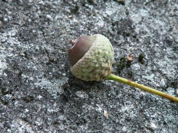 Close-up of green leaf