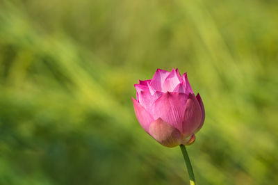 Close-up of pink water lily