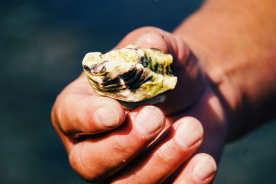 Close-up of human hand holding seashell at beach
