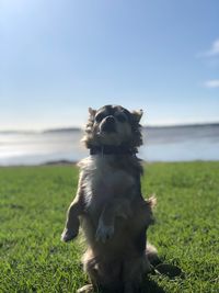 Dog looking away on field