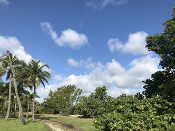 Scenic view of palm trees on landscape against sky