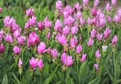 Close-up of pink flowers on field