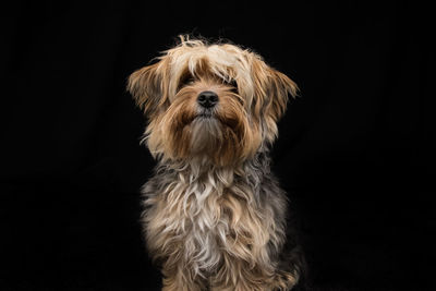 Portrait of dog against black background