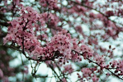 Close-up of cherry blossom