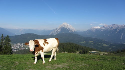 Cow on field against mountains