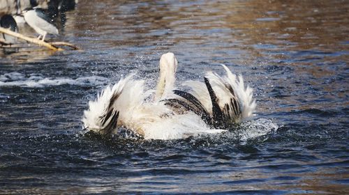 High angle view of flamingo flapping wings on lake