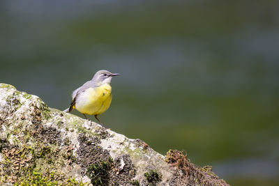 Grey wagtail, motacilla cinerea, perched on a rock in a river.